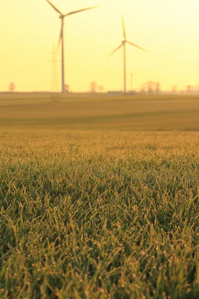 Ochtenddauw op het veld — Stockfoto