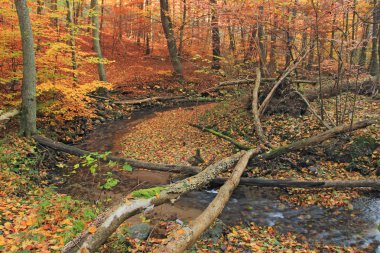 Nehirli sonbahar ormanı