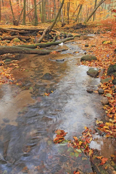 Otoño en el bosque — Foto de Stock