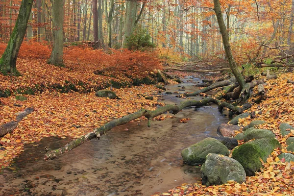 Höst i skogen — Stockfoto