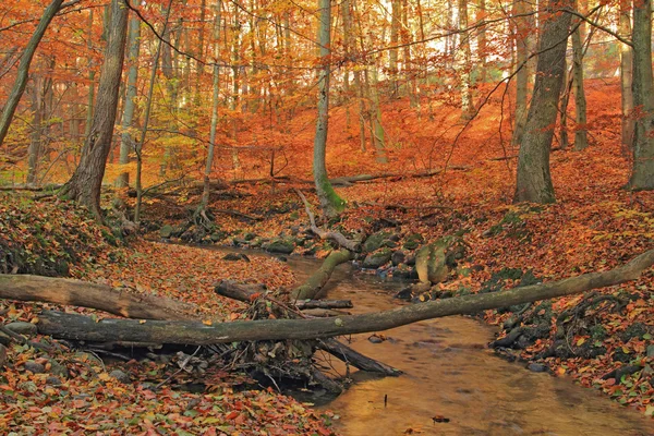 Creek na floresta de outono — Fotografia de Stock