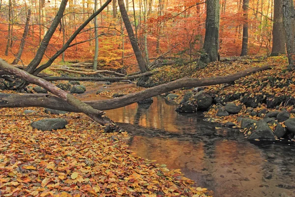 Hösten skogen och floden med nedfallna träd — Stockfoto