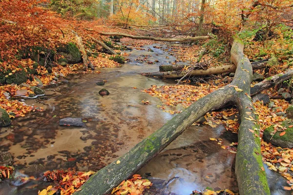 Floresta de outono e rio com árvores caídas — Fotografia de Stock