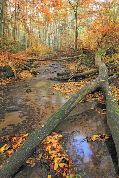 Pequeno riacho na floresta de outono — Fotografia de Stock