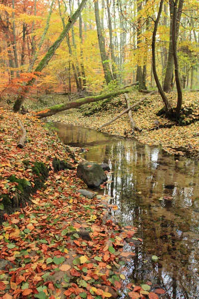 Pequeno riacho na floresta de outono — Fotografia de Stock