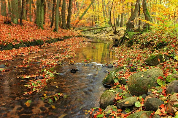 Autumn in forest — Stock Photo, Image