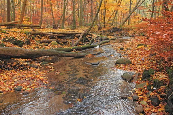 Río en bosque otoñal — Foto de Stock