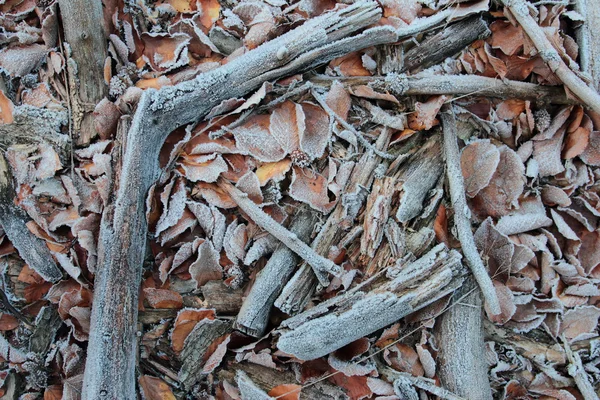 Winter frost at the morning — Stock Photo, Image