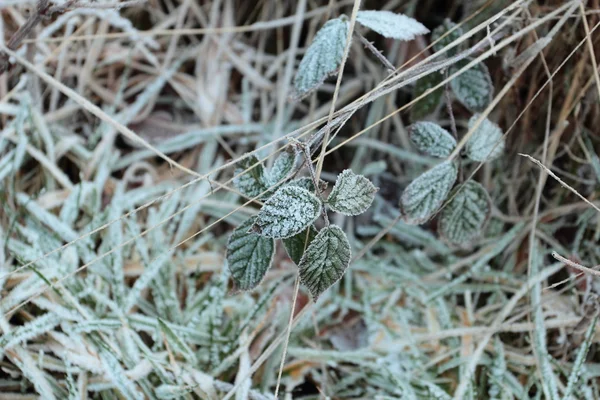 Kall vintermorgon. Anläggningar som omfattas av frost — Stockfoto