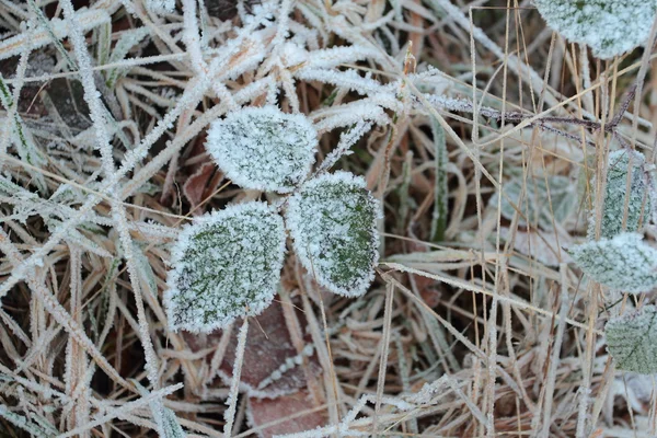 Couverture de givre sur une feuille — Photo