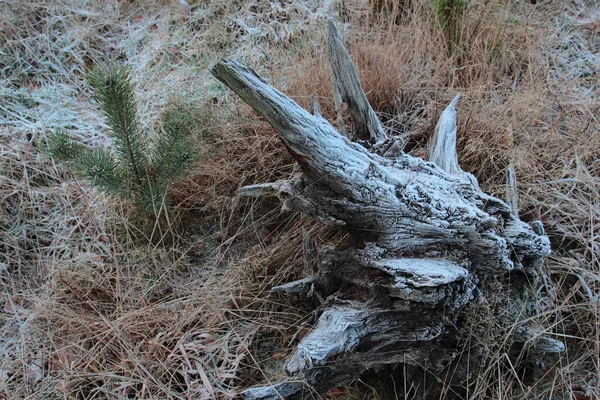 서 리 덮인된 나무 트렁크 — 스톡 사진