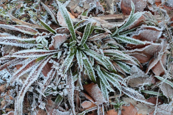 Kalter Wintermorgen. Pflanzen vom Frost bedeckt — Stockfoto