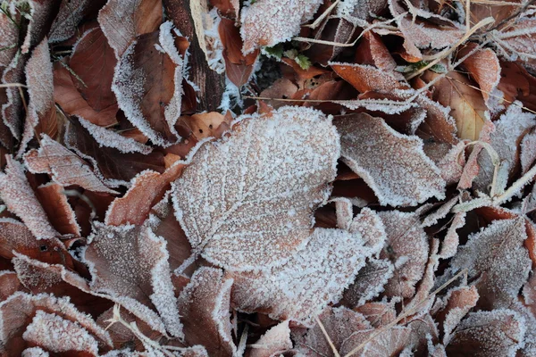 Don tarafından kaplı yapraklar — Stok fotoğraf