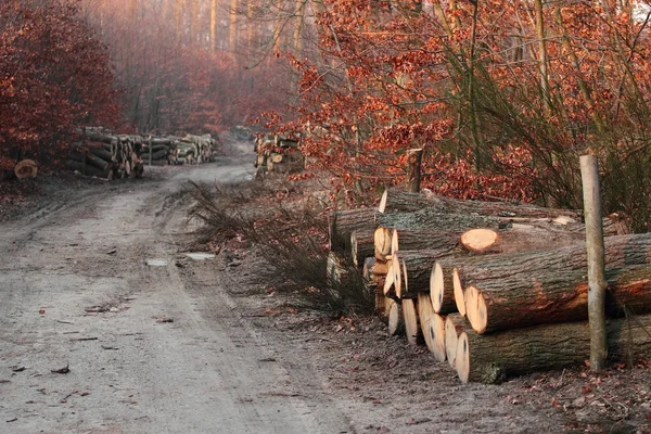 Troncos de madera en bosque —  Fotos de Stock