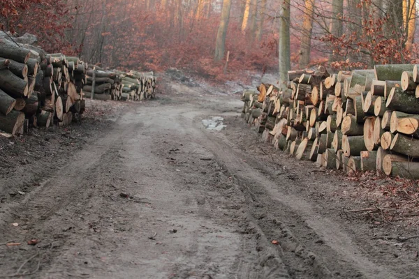 Houten logboeken op een bos weg — Stockfoto