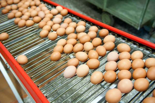 Egg production close up