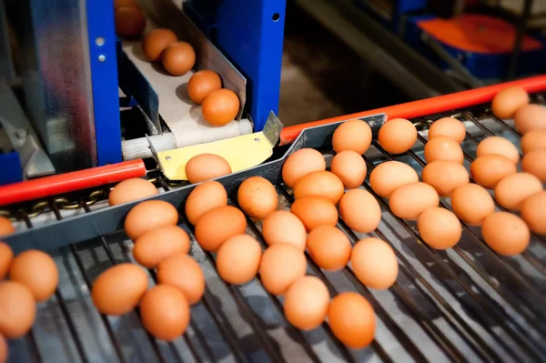Производство яиц крупным планом — стоковое фото