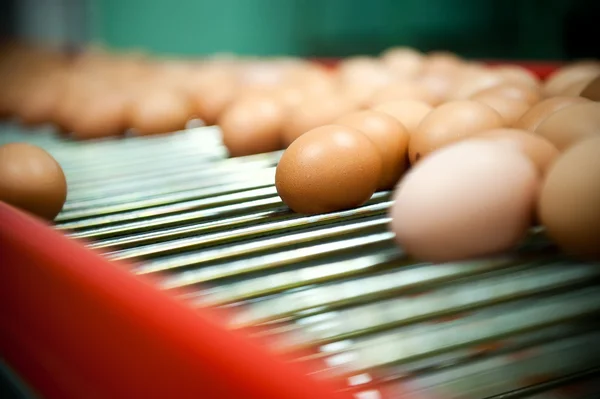 Egg production close up