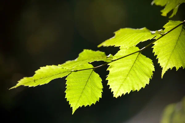 Δέντρο κλαδί με πράσινα φύλλα — Φωτογραφία Αρχείου