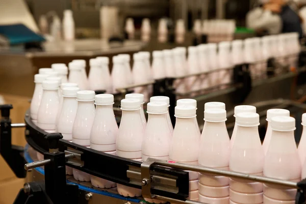 Production line of milk and yogurt