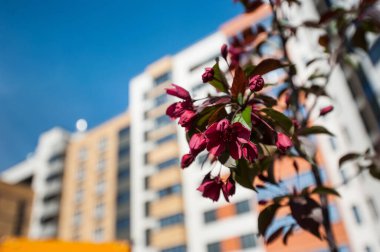 Bulanık bir evin arka planında bir elma ağacının parçası
