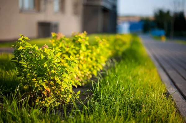 Part of the lawn close-up against the background of a blurred house — Stock Image Part Lawn Close Background Blurred House Stock Photo