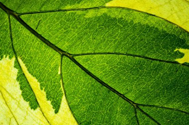 yeşil ağaç yaprağı kapat