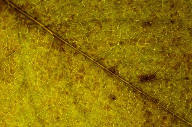 yeşil ağaç yaprağı kapat