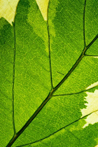 Feuille Arbre Vert Gros Plan — Photo