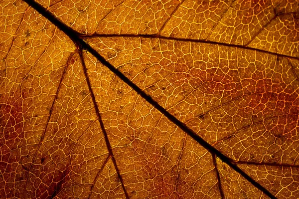 Část Oranžové Listové Textury Zblízka — Stock fotografie