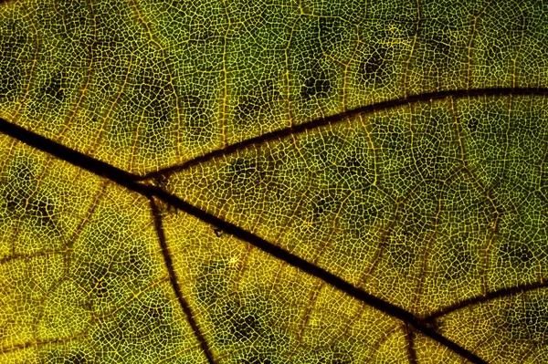 Gröna Träd Löv Närbild — Stockfoto