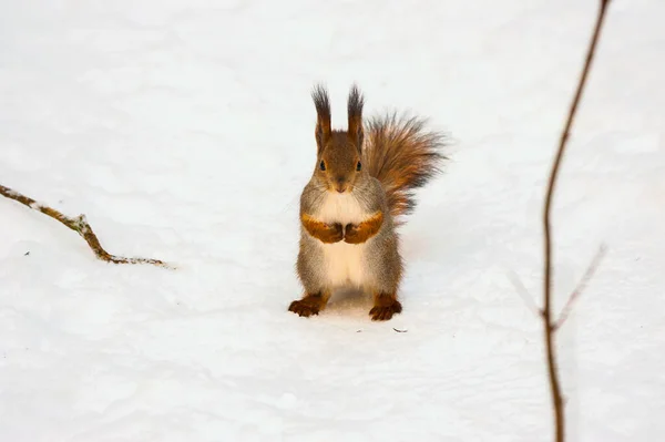 Flauschiges Eichhörnchen Sitzt Winter Schnee — Stockfoto