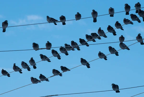 Grande Rebanho Pombos Senta Arames Contra Céu Azul — Fotografia de Stock