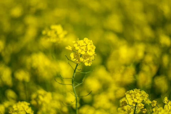 Colza Jaune Fleur Gros Plan Sur Fond Champ Flou — Photo