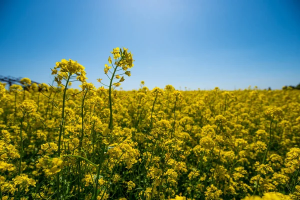 Fleurs Jaunes Champ Colza Sur Ciel Bleu Été — Photo