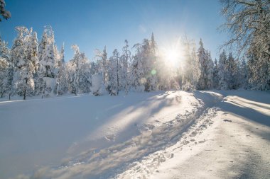Mavi gökyüzünde güneşli bir günde ağaçlar arasında kış kar yolu