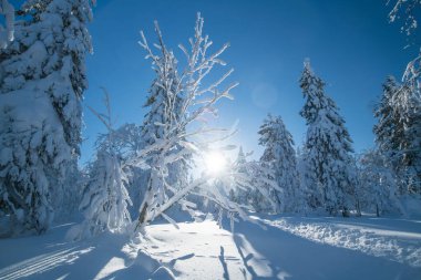 Winter landscape. A fairy tale with frozen snow-covered trees in the cold polar winter