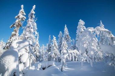 Kışın beyaz kar ağaçları masmavi gökyüzünde açık güneşli havada durur.