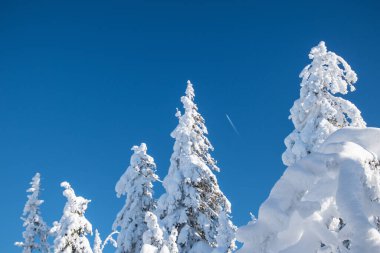 A snow-covered tree on a blue sky in a cold polar winter on a sunny day