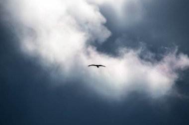 Bir yırtıcı kuş bulutlarda süzülür.
