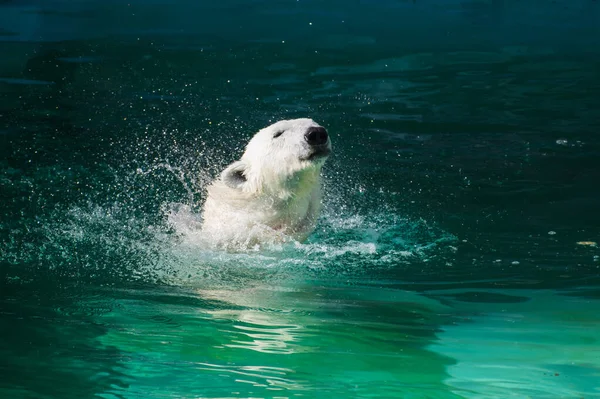 White Polar Bear Shakes Water Royalty Free Stock Photos