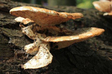 ahşap üzerine mantar