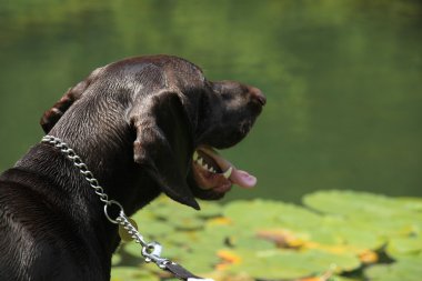 Alman shorthaired ibre