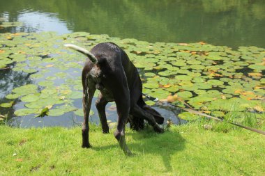 Alman shorthaired ibre