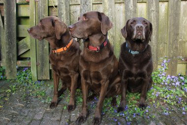 kahverengi Labrador trio
