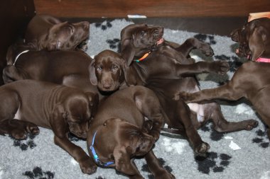 Alman Shorthaired Pointer yavruları