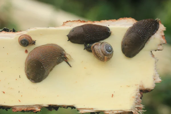 Schnecken auf Holz — Stockfoto