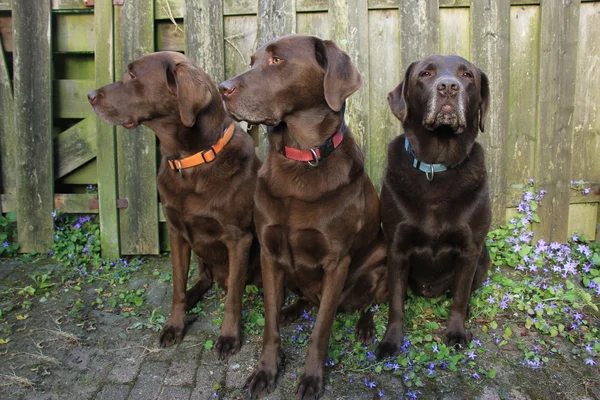 Trío Labrador marrón — Foto de Stock