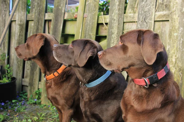 Trio Labrador marrone — Foto Stock