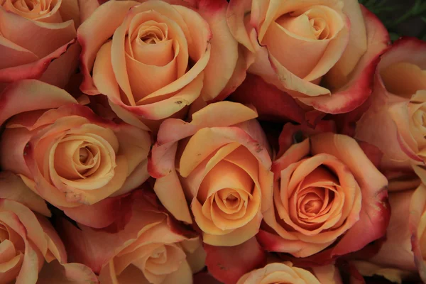 Multicolored wedding roses — Stock Photo, Image